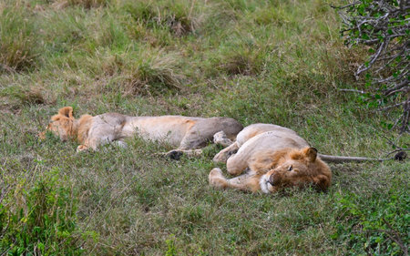 Two male lions lay in the shade in the maasai mara national reserve in Kenya, Africaの写真素材