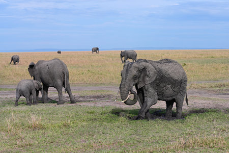 Large male elephant splashes in a muddy puddle trying to escape from the heat. Kenya, Africaの写真素材