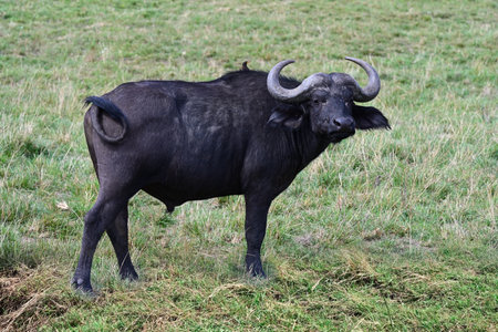 Wild African buffalo in natural environment in the Maasai Mara National reserve in Kenya, Africaの写真素材