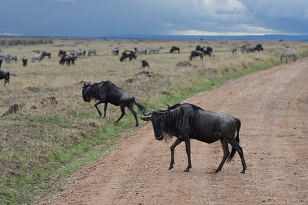 Large herd of wildebeest cross the road in the African savanna. Kenya. Africaの写真素材