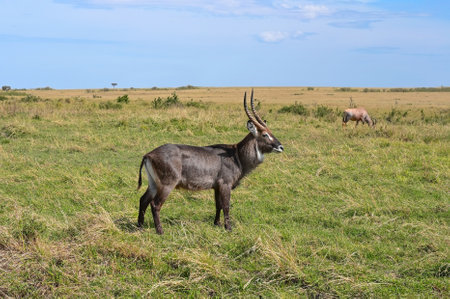 Wild waterbuck (Kobus ellipsiprymnus) grazes on the Kenyan savannah. Africaの写真素材