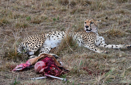 The leopard is resting after a successful antelope hunt. Kenya, Africaの写真素材