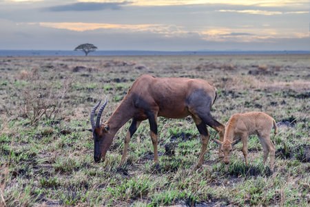 Antelope Bubal with a calf grazing in the savannah at sunset. Kenya, Africaの写真素材