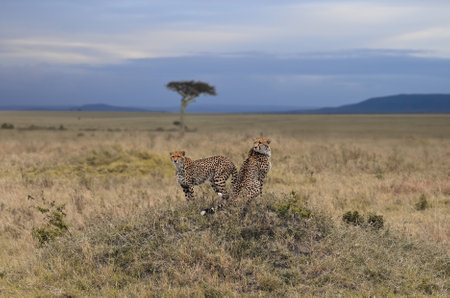 A pair of leopards on a hillock are carefully watching the surrounding area. Kenya, Africaの写真素材