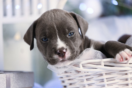 American Staffordshire Terrier Puppy (also known as theÂ AmStaff) sitting in a basket and looking at the cameraの写真素材
