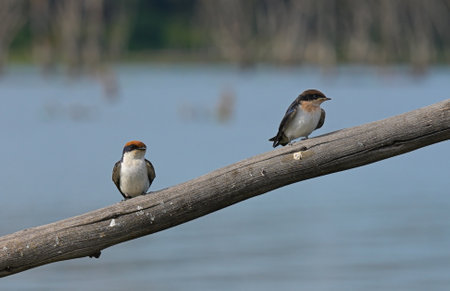 Two white-breasted swallows (Hirundo smithii) sit on a branch above the water. A small passerine bird of the swallow family.の写真素材