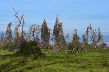 Landscape with dead flooded trees on Lake Naivasha in Kenya, Africaの写真素材