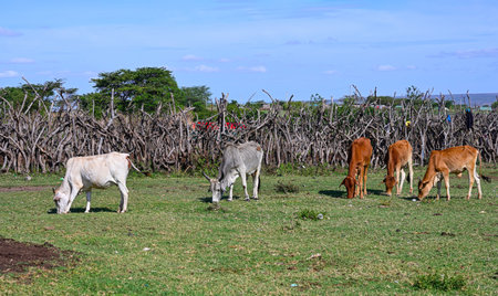 Livestock of the Maasai tribe in a paddock with a fence made of branches from wild animals. Kenya, Africaの写真素材