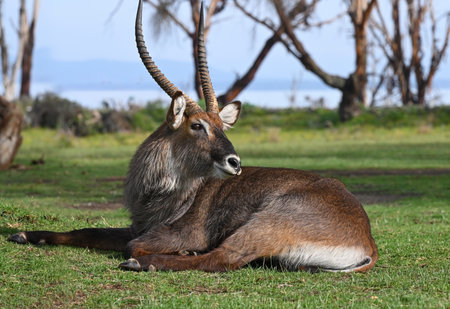 Waterbuck antelope male resting on the grass on the shore of Lake Naivasha. Kenya, Africaの写真素材