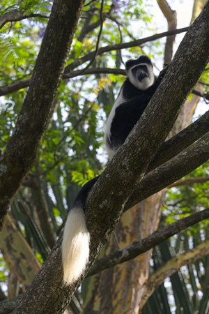 Black-and-white colobus monkey (orÂ colobi) sits on a tree in a natural environment. Kenya