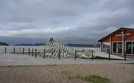 TERIBERKA, MURMANSK REGION, RUSSIA - JUNE 19, 2023: A dummy skeleton of a whale on the shore of the Barents Sea in the village of Teriberka, Murmansk region, Russiaのeditorial素材