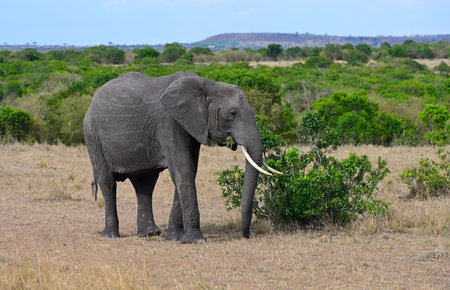 Wild African elephant in a natural environment in Kenya, Africaの写真素材