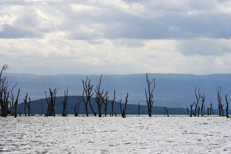 Beautiful scenery of Lake Naivasha with flooded trees against the background of the dramatic sky. Kenya, Africaの写真素材