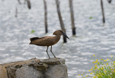 East African Hamerkop wading bird in its natural environment on the coast of Lake Naivasha. Kenya, Africaの写真素材