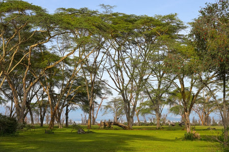 Landscape with lush vegetation in the area of Lake Naivasha in Kenya, Africaの写真素材