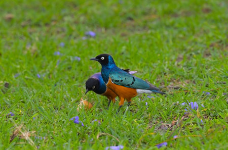 East African songbirds of the starling family Superb Starling (Spreo superbus) running in the tall green grass on the coast of Lake Naivasha, Kenyaの写真素材