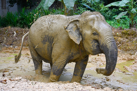 An elephant splashes in a muddy puddle trying to escape from the heat, Thailandの写真素材