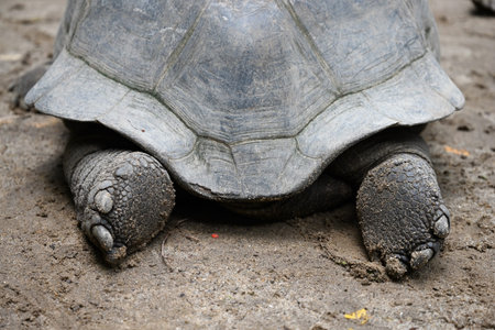 Rear view of a giant turtle lies in its natural habitatの写真素材