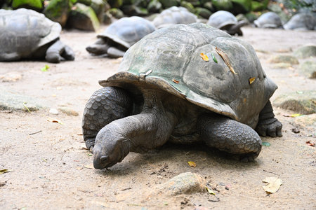 Stunning giant Seychelles Tortoise in its natural habitat. Mahe Island, Seychelles