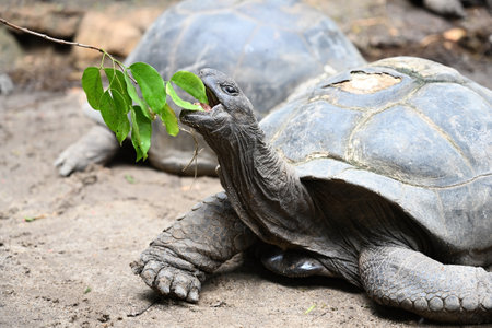 Giant turtle feeds on vegetation. Mahe Island, Seychellesの写真素材