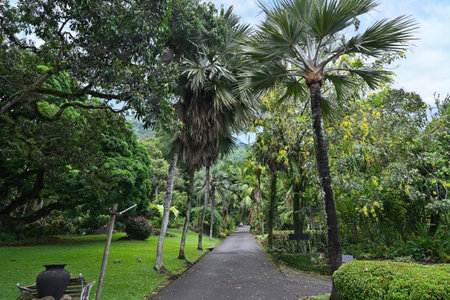 Walking path in a manicured park with tropical vegetationの写真素材