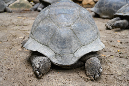 Rear view of a big turtle lies in its natural habitat. Mahe Island, Seychellesの写真素材