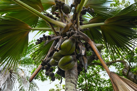 Coconut tree with branches fluttering in the wind. Mahe Island, Seychellesの写真素材