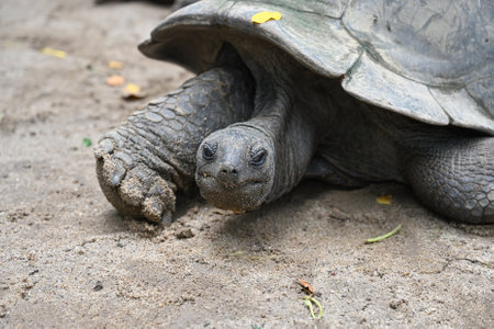 Lovely big Seychelles Tortoise in its natural habitat. Mahe Island, Seychellesの写真素材
