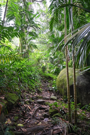 Trail among the lush vegetation of the Mahe Island rainforest in the Seychellesの写真素材