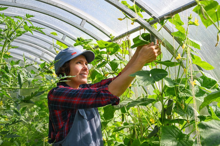 A woman farmer works in the greenhouse of a country house. Country amateur vegetable growingの写真素材