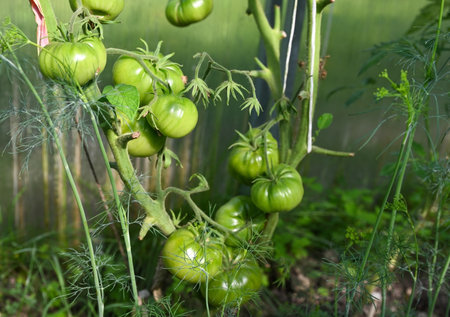 Ripening tomatoes in a greenhouse. Country amateur vegetable growingの写真素材