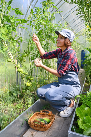A farmer woman inspects and ties up the sprouts of ripening tomatoes in a greenhouse. Country amateur vegetable growingの写真素材