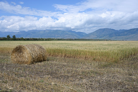 Ripe golden oat swaying in the light wind in field. The concept of agriculture. The oat field is ready for harvestingの写真素材