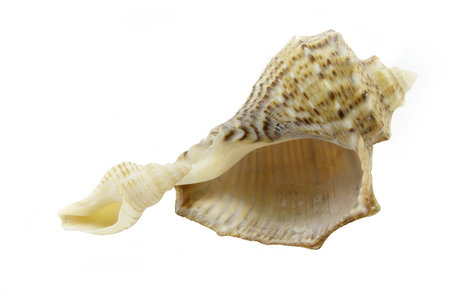 two shellfish