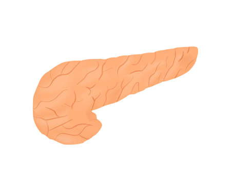 Pancreas structure vector illsutrationのイラスト素材