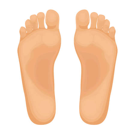 Human feet vector illustrationのイラスト素材