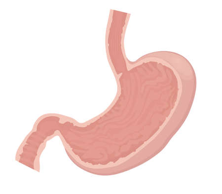 Stomach vector illustration. Stomach normal anatomyのイラスト素材