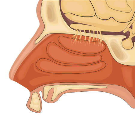 Olfaction vector illustration. Normal anatomy of human olfactory organのイラスト素材