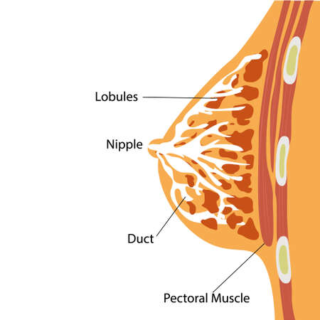 Breast Gland Anatomical Structure Vector Illustrationのイラスト素材