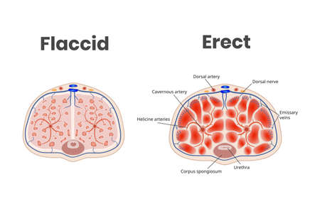 Flaccid and erect penis anatomy. The role of the blood flow in the erectionのイラスト素材
