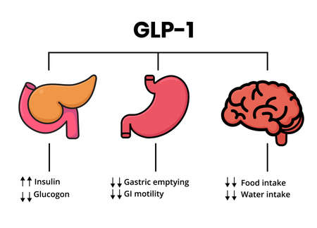GLP-1 mechanism of action. Pancreas, Stomach and brain as glucagon-like peptide target organsのイラスト素材
