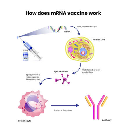 Protein syntesis schematic illustration. Vector illustration of the DNA, mRNA and polypeptide chainのイラスト素材