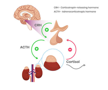 Hypothalamicâpituitaryâadrenal axis physiology illustration. Cortisol production schematic drawingのイラスト素材