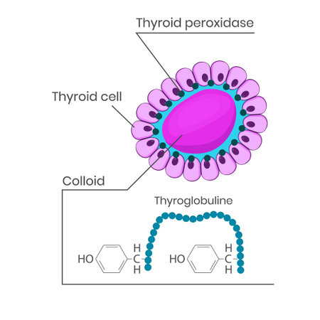 Anthyroid Test preparationのイラスト素材
