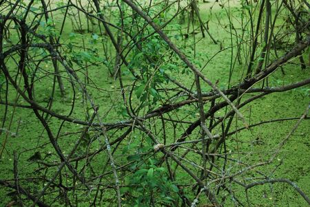Swamp covered with duckweed and trees on the shoreの写真素材
