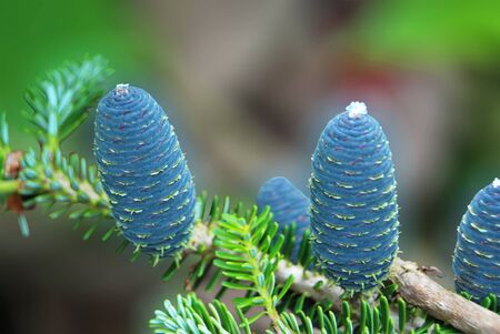 Four blue cones of fir pine in macroの写真素材