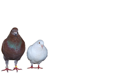 A pair of pigeons, red and white standingの写真素材