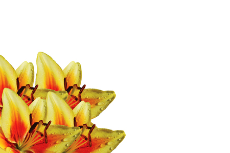 Bouquet of yellow-red lilies in the bottom corner on a white backgroundの写真素材
