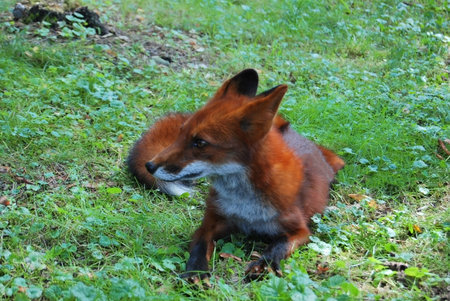 Fox of unusual color red color on the grass in the forest
