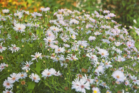Light blue garden camomiles at sunset in warm colors